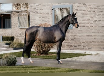 Koń trakeński, Ogier, 3 lat, 166 cm, Ciemnogniada