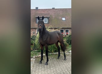 Koń trakeński, Ogier, 3 lat, 166 cm, Gniada