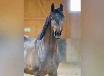 Koń trakeński, Ogier, 3 lat, 167 cm, Ciemnogniada