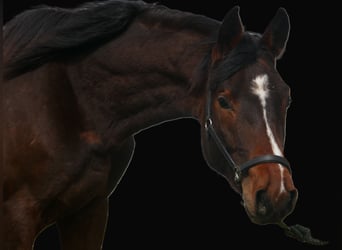 Koń trakeński, Ogier, 3 lat, 167 cm, Gniada