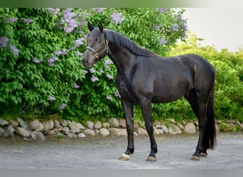 Koń trakeński, Ogier, 3 lat, 167 cm, Kara