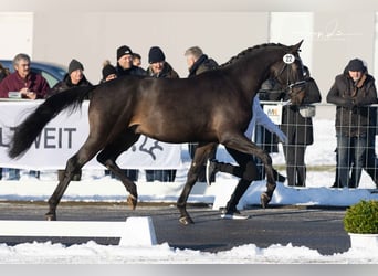 Koń trakeński, Ogier, 3 lat, 168 cm, Ciemnogniada