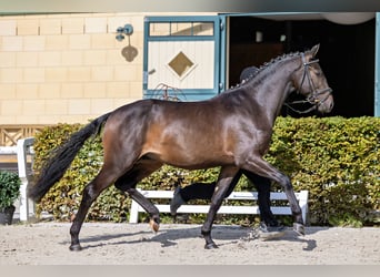 Koń trakeński, Ogier, 3 lat, 168 cm, Ciemnogniada