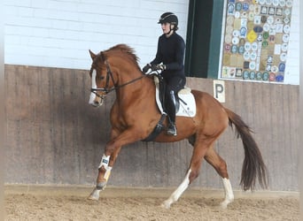 Koń trakeński, Ogier, 3 lat, 168 cm, Ciemnokasztanowata