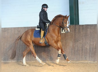 Koń trakeński, Ogier, 3 lat, 168 cm, Ciemnokasztanowata