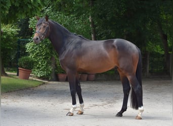 Koń trakeński, Ogier, 3 lat, 168 cm, Gniada