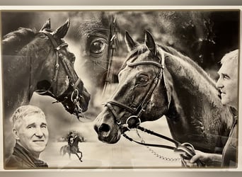 Koń trakeński, Ogier, 3 lat, 168 cm, Gniada