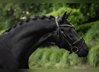 Koń trakeński, Ogier, 3 lat, 168 cm, Kara