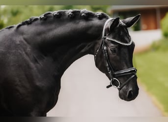 Koń trakeński, Ogier, 3 lat, 168 cm, Kara