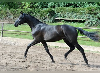 Koń trakeński, Ogier, 3 lat, 172 cm, Skarogniada
