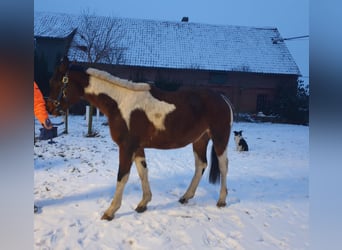 Koń trakeński, Ogier, 3 lat, Srokata