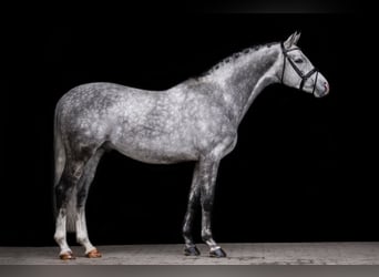 Koń trakeński, Ogier, 6 lat, 165 cm, Siwa