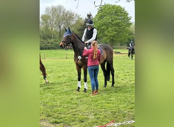 Koń trakeński, Ogier, 6 lat, 166 cm, Ciemnogniada