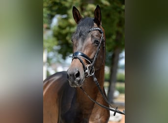 Koń trakeński, Ogier, 6 lat, 166 cm, Ciemnogniada