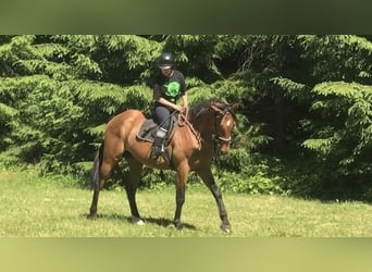 Koń trakeński, Ogier, 7 lat, 165 cm, Gniada