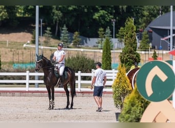 Koń trakeński, Ogier, 7 lat, 170 cm, Ciemnogniada