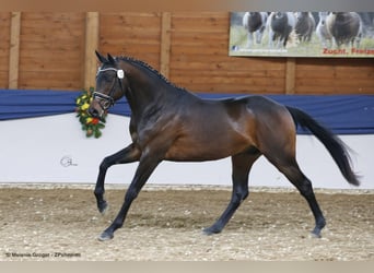 Koń trakeński, Ogier, 9 lat, 168 cm, Ciemnogniada