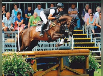 Koń trakeński, Ogier, 14 lat, 169 cm, Ciemnokasztanowata