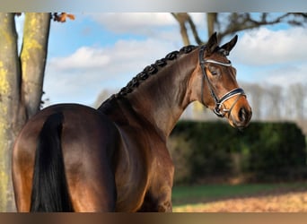 Koń trakeński, Ogier, 6 lat, 174 cm, Gniada