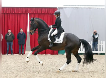 Koń trakeński, Ogier, 7 lat, 174 cm, Gniada