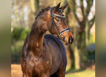 Koń trakeński, Ogier, 6 lat, 174 cm, Gniada