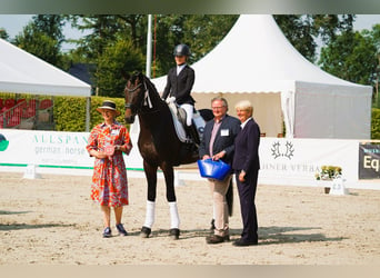 Koń trakeński, Ogier, 6 lat, 174 cm, Gniada