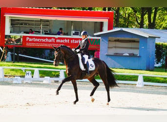 Koń trakeński, Ogier, 6 lat, 174 cm, Gniada