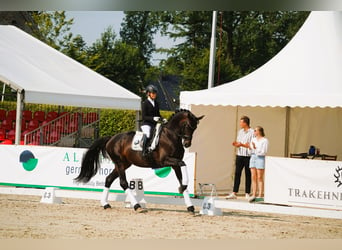 Koń trakeński, Ogier, 6 lat, 174 cm, Gniada