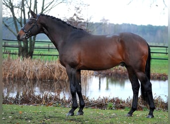 Koń trakeński, Ogier, 7 lat, 170 cm, Gniada