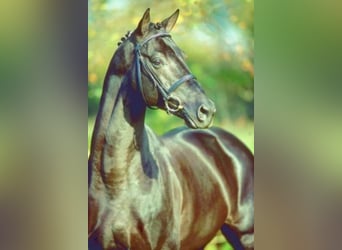 Koń trakeński, Ogier, 25 lat, 168 cm, Kara