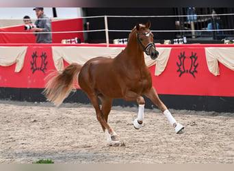 Koń trakeński, Ogier, 3 lat, 166 cm, Kasztanowata