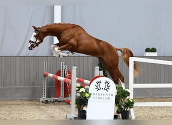 Koń trakeński, Ogier, 3 lat, 167 cm, Kasztanowata