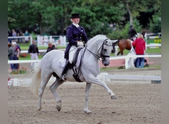 Koń trakeński, Ogier, 27 lat, 168 cm, Siwa