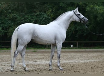 Koń trakeński, Ogier, 27 lat, 168 cm, Siwa