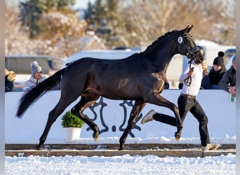 Koń trakeński, Ogier, 3 lat, 165 cm, Skarogniada