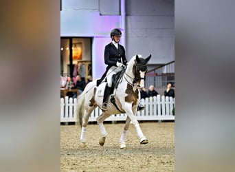 Koń trakeński, Ogier, 15 lat, 167 cm, Srokata