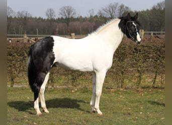 Koń trakeński, Ogier, 7 lat, 169 cm, Srokata