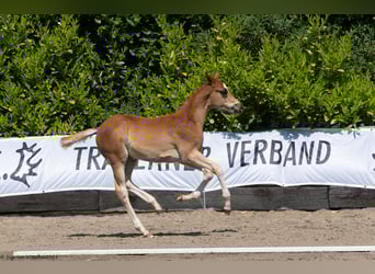 Koń trakeński, Ogier, Źrebak (03/2023), 167 cm, Ciemnokasztanowata