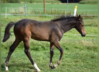 Koń trakeński, Ogier, Źrebak (01/2025), 168 cm, Ciemnogniada