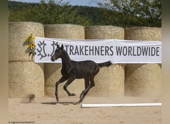 Koń trakeński, Ogier, Źrebak (05/2023), 170 cm, Kara