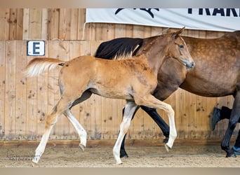 Koń trakeński, Ogier, Źrebak (06/2024), 170 cm, Kasztanowata