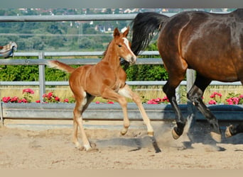 Koń trakeński, Ogier, Źrebak (06/2024), 170 cm, Kasztanowata