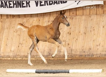 Koń trakeński, Ogier, Źrebak (06/2024), 170 cm, Kasztanowata