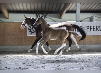 Koń trakeński, Ogier, Źrebak (05/2024), Ciemnogniada