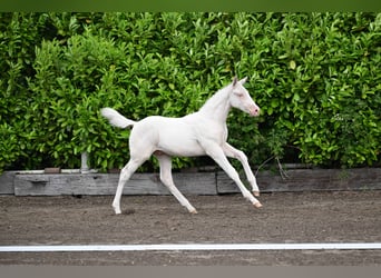 Koń trakeński, Ogier, Źrebak (04/2026), Cremello