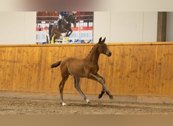 Koń trakeński, Ogier, Źrebak (05/2026), Gniada
