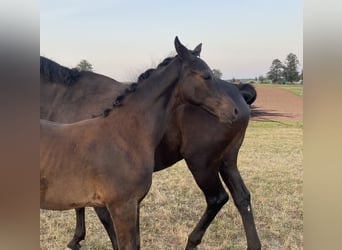 Koń trakeński, Ogier, Źrebak (05/2024), Kara