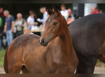 Koń trakeński, Ogier, Źrebak (04/2023)