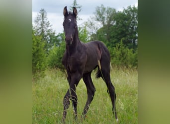 Koń trakeński, Ogier, Źrebak (05/2024)