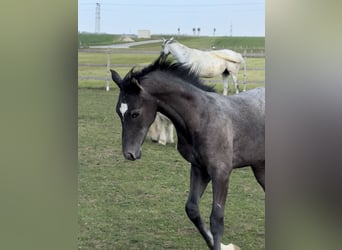 Koń trakeński, Ogier, Źrebak (05/2026), Siwa